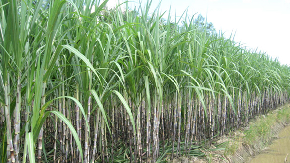 Hóa chất ngành đường